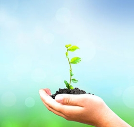 person holding plant