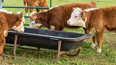 Brown and white calves stand around a long black feeding trough in a grassy field.