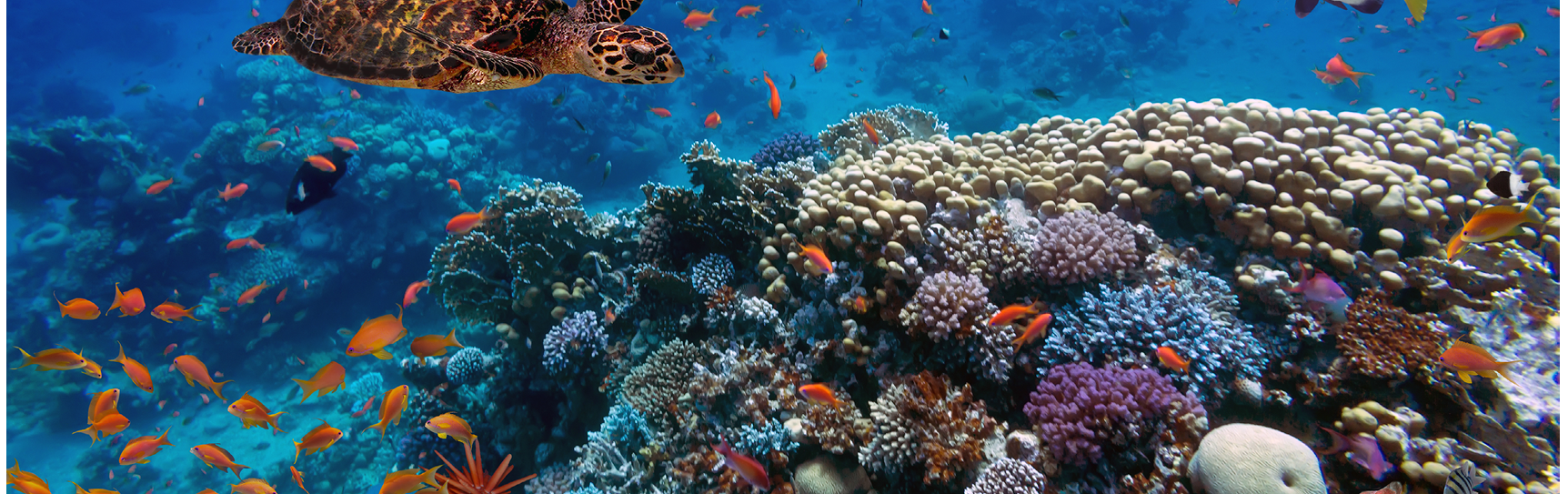 Colorful coral reef with many fishes and sea turtle.